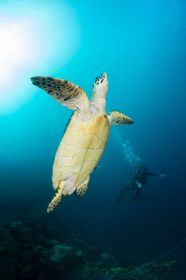 Bali Dive Resort Amed Dış mekan fotoğraf