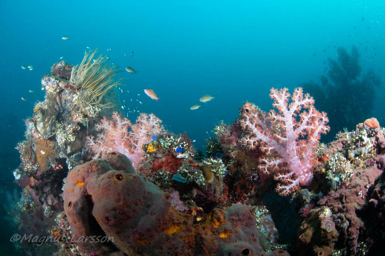 Bali Dive Resort Amed Dış mekan fotoğraf