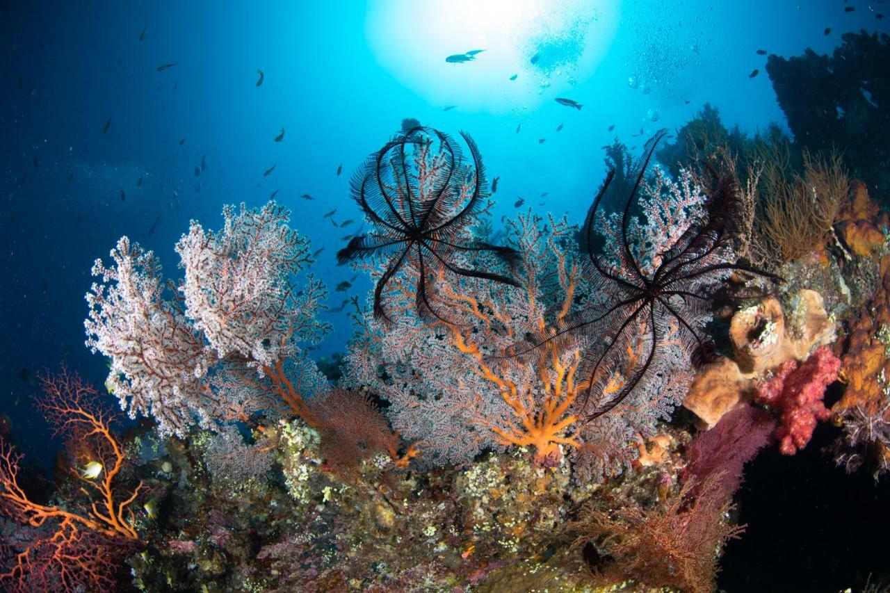 Bali Dive Resort Amed Dış mekan fotoğraf
